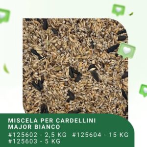 Blattner miscela Major Bianco