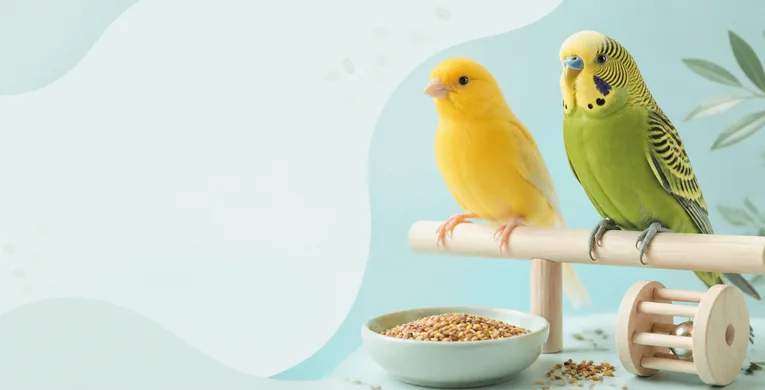 Canarino e cocorita con alimenti e accessori